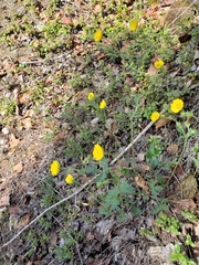 Potentilla hyparctica