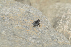 Chrysobothris femorata