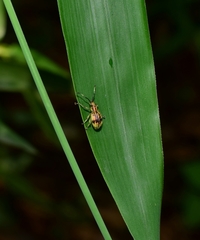 Myllocerinus ochrolineatus