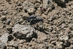 Cicindela plutonica