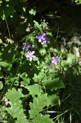 Geranium asphodeloides tauricum