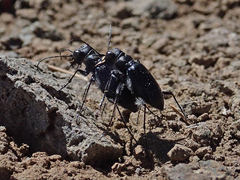 Cicindela plutonica