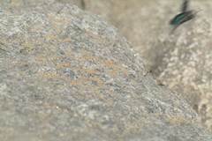 Chrysobothris femorata