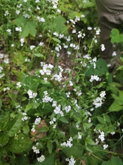 Arabidopsis halleri