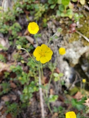 Potentilla hyparctica