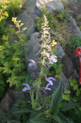 Salvia miltiorrhiza