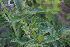 Salvia miltiorrhiza