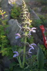 Salvia miltiorrhiza