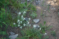 Leontopodium leontopodioides