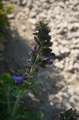 Salvia miltiorrhiza