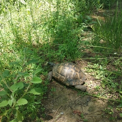 Testudo graeca ibera