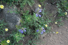 Salvia miltiorrhiza