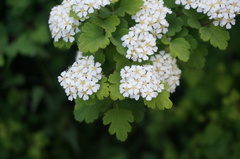 Spiraea trilobata