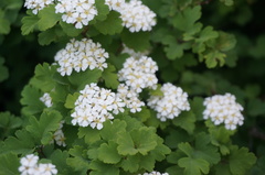 Spiraea trilobata