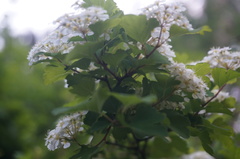 Spiraea trilobata