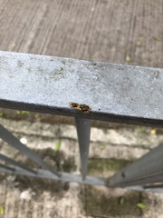 Phauda flammans