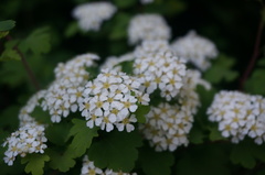 Spiraea trilobata