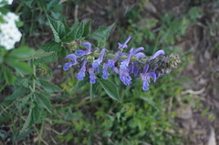 Salvia miltiorrhiza