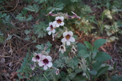 Rehmannia glutinosa