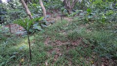 Amorphophallus hirtus