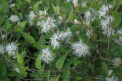 Myripnois dioica