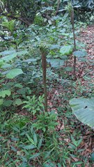 Amorphophallus hirtus