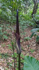 Amorphophallus hirtus