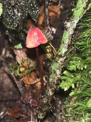 Mycena toyerlaricola