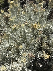 Castilleja hololeuca