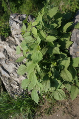 Clematis heracleifolia