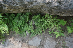 Athyrium niponicum