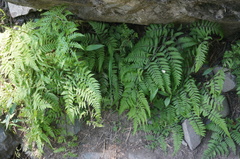 Athyrium niponicum