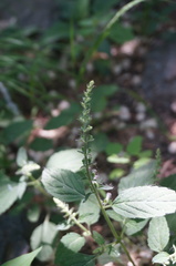 Scutellaria pekinensis
