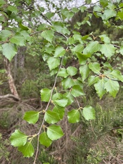 Betula celtiberica