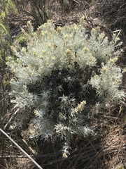 Castilleja hololeuca