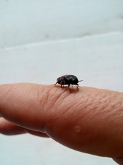 Acmaeodera trizonalis