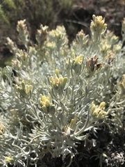 Castilleja hololeuca