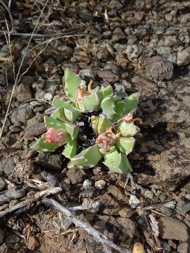 Image of Faucaria bosscheana by (c) Christiaan Viljoen, some rights reserved (CC BY)