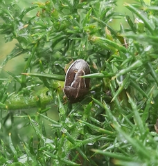 Neottiglossa flavomarginata