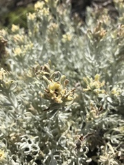 Castilleja hololeuca