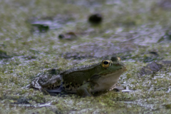 Pelophylax