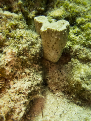 Irciniidae
