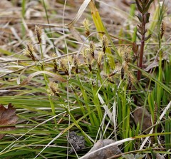Carex longirostrata