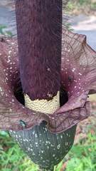 Amorphophallus hirtus
