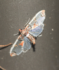 Neoleucinodes
