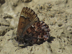 Callophrys lanoraieensis