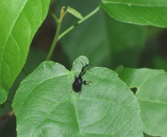 Trachelophorini