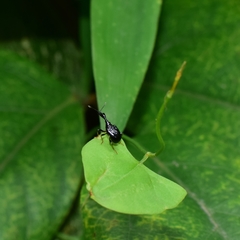 Trachelophorini