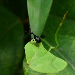 Trachelophorini