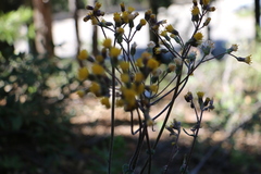 Senecio aronicoides
